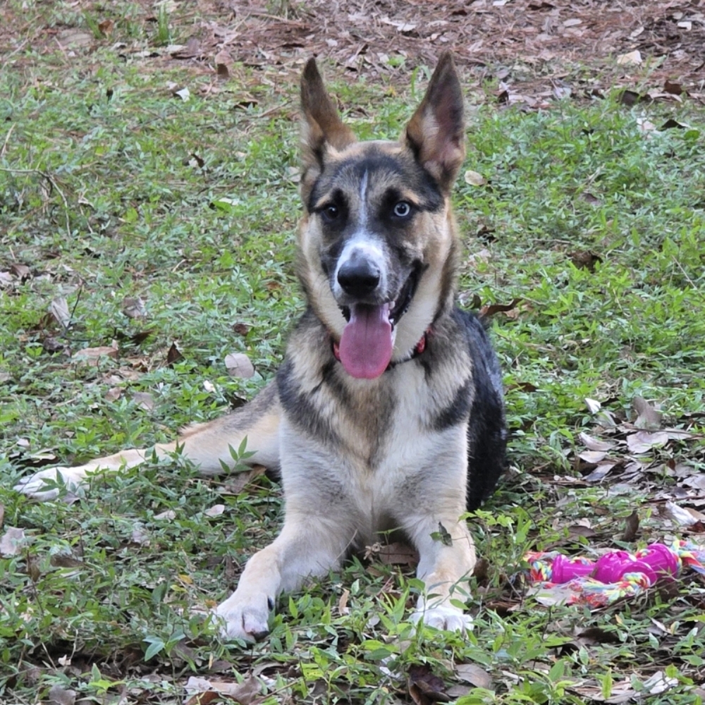 Meet Aria! The Newest Edititon To Our First Responder Family - NOT FOR SALE